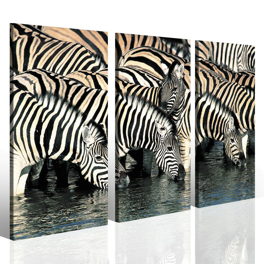 Stampe canvas Zebra quadro animali savana quadri per arredamento moderno